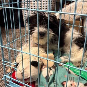 Giveaway But Not My Puppy